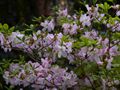 Rhododendron schlippenbachii-1 Azalia